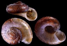 Attēlu rezultāti vaicājumam “Planorbis planorbis”