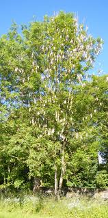 Attēlu rezultāti vaicājumam “Hymenoscyphus fraxineus”