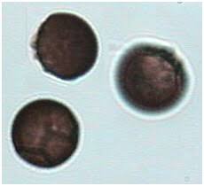 Attēlu rezultāti vaicājumam “Didymium difforme”