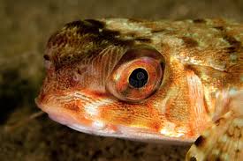 Image result for Dactylopterus volitans