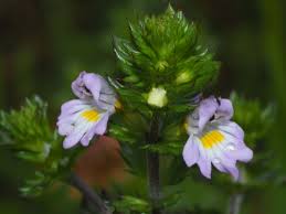 Image result for Euphrasia stricta