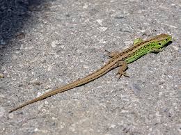 Attēlu rezultāti vaicājumam “Lacerta agilis”