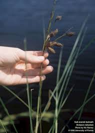 Attēlu rezultāti vaicājumam “Symphytocarpus impexus sessile”
