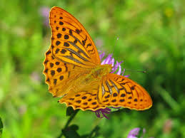 Attēlu rezultāti vaicājumam “Argynnis paphia underside”