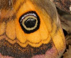 Attēlu rezultāti vaicājumam “Saturnia pavonia”