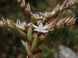 Attēlu rezultāti vaicājumam “Sedum pallidum flower”
