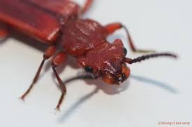 Attēlu rezultāti vaicājumam “Cucujidae”