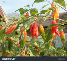 Afbeeldingsresultaat voor paper lantern hot pepper