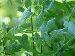 Attēlu rezultāti vaicājumam “Thalictrum flavum fruit”