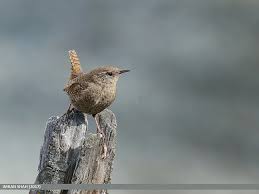 Attēlu rezultāti vaicājumam “Troglodytes troglodytes”