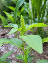 Attēlu rezultāti vaicājumam “Amaranthus retroflexus leaf”