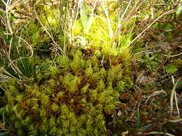 Attēlu rezultāti vaicājumam “| Dicranum”