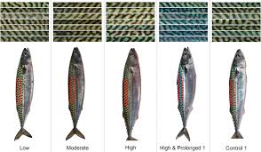 Image result for Scomber scombrus