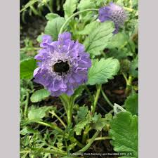 Image result for Scabiosa columbaria