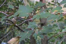 Attēlu rezultāti vaicājumam “Acer pseudoplatanus leaf”