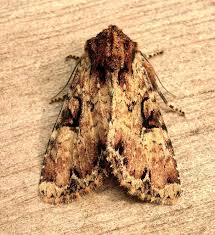 Attēlu rezultāti vaicājumam “Apamea epomidion”