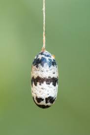 Attēlu rezultāti vaicājumam “Ichneumonidae cocoon”