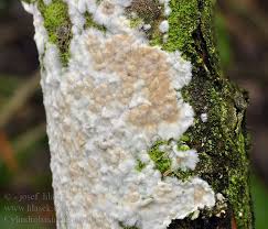 Attēlu rezultāti vaicājumam “Cylindrobasidium evolvens”