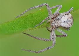 Attēlu rezultāti vaicājumam “Philodromidae”