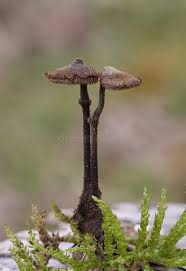 Attēlu rezultāti vaicājumam “Auriscalpium vulgare”