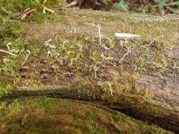 Attēlu rezultāti vaicājumam “Cladonia norvegica”