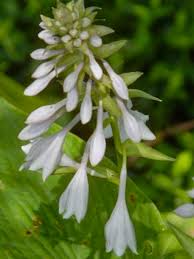 Attēlu rezultāti vaicājumam “Hosta sp. flower”