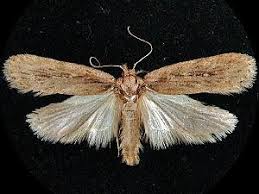 Attēlu rezultāti vaicājumam “Depressaria olerella imago”