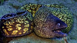 Image result for Muraena helena