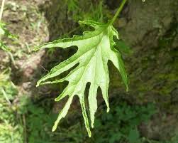 Attēlu rezultāti vaicājumam “Alnus glutinosa”