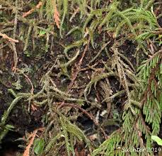 Attēlu rezultāti vaicājumam “Rhytidiadelphus”