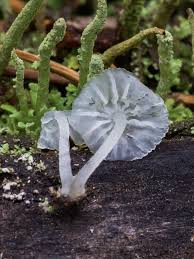 Attēlu rezultāti vaicājumam “Delicatula integrella”