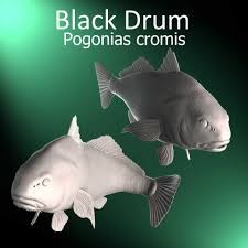 Image result for Pogonias cromis