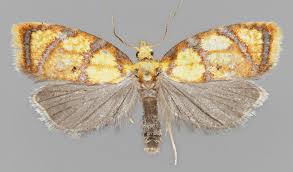 Attēlu rezultāti vaicājumam “Acleris bergmanniana”