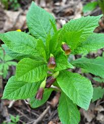 Attēlu rezultāti vaicājumam “Scopolia carniolica leaf”