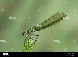 Attēlu rezultāti vaicājumam “Calopteryx virgo female”