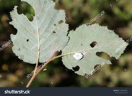 Attēlu rezultāti vaicājumam “Eriocampa ovata larva”