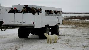 Image result for tundra buggy