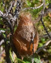 Attēlu rezultāti vaicājumam “Saturnia pavonia cocoon”