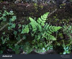 Attēlu rezultāti vaicājumam “Gymnocarpium robertianum”