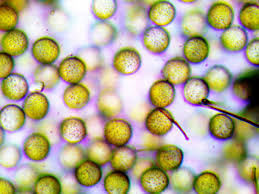 Attēlu rezultāti vaicājumam “Comatricha pulchella macro”