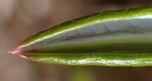 Attēlu rezultāti vaicājumam “Andromeda polifolia leaf”
