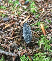 Attēlu rezultāti vaicājumam “Cordyceps ophioglossoides”