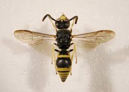 Attēlu rezultāti vaicājumam “Ancistrocerus sp. male”