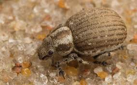 Attēlu rezultāti vaicājumam “Philopedon plagiatum”