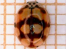 Attēlu rezultāti vaicājumam “Myrrha octodecimguttata”