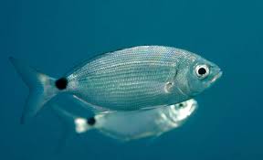 Image result for Oblada melanurus