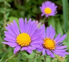 Attēlu rezultāti vaicājumam “Symphyotrichum novae-angliae flower”
