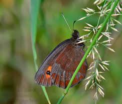 Attēlu rezultāti vaicājumam “Erebia aethiops upperside”