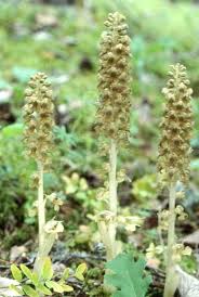 Attēlu rezultāti vaicājumam “Neottia nidus-avis bud”