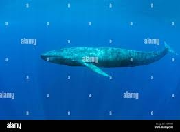 Image result for Balaenoptera musculus